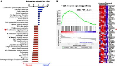 Interleukin-2-Inducible T-Cell Kinase Deficiency Impairs Early Pulmonary Protection Against Mycobacterium tuberculosis Infection